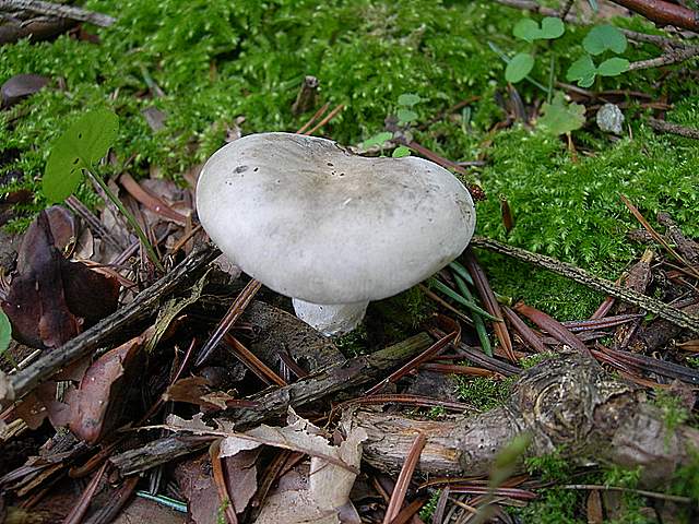 I  Funghi della collina pianeggiante
